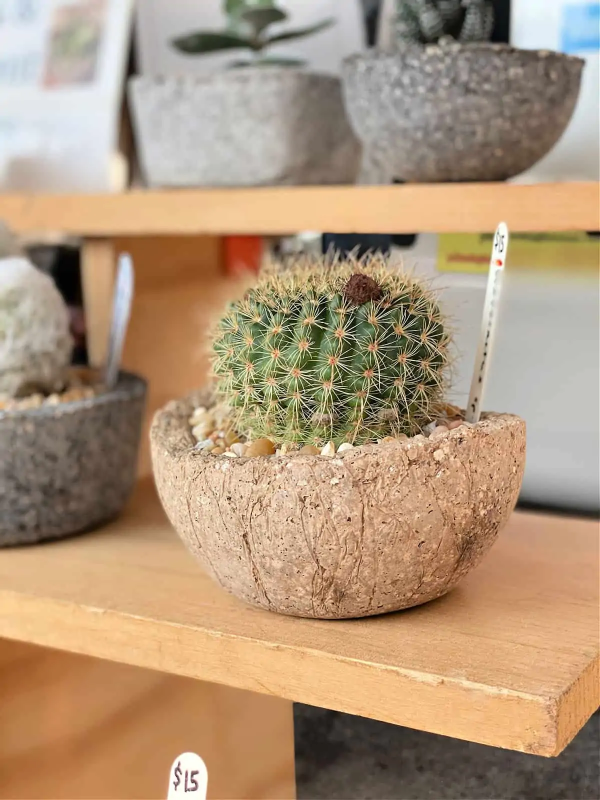 Cactus in a stone bowl.
