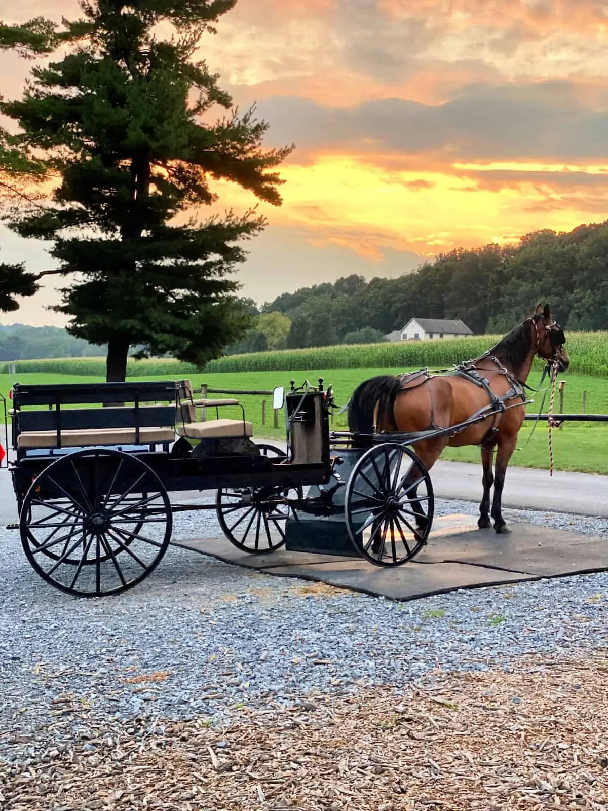 Amish horse and buggy on a farm.